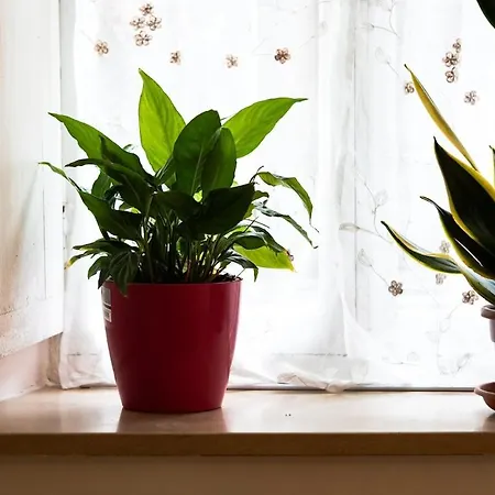 La Dimora Indie Appartement *